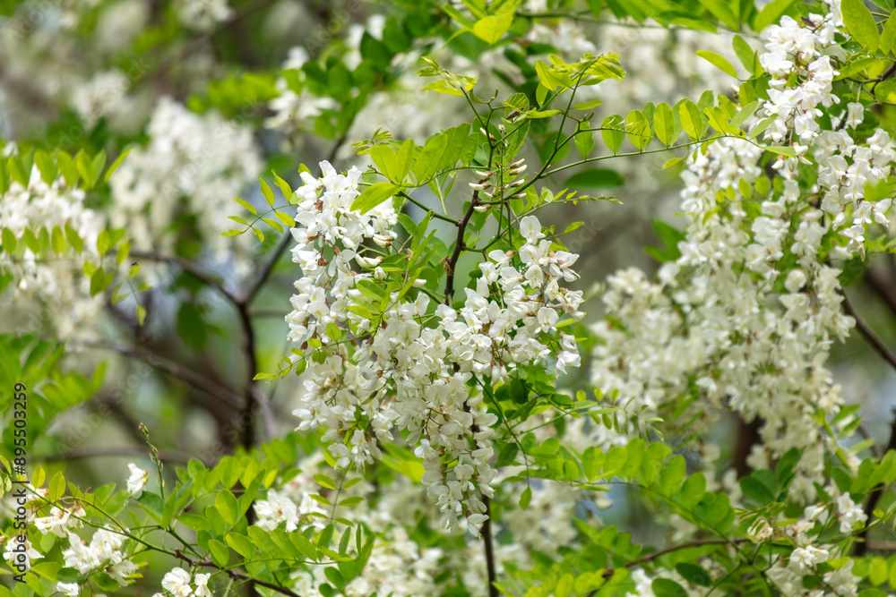 Fototapeta premium White flowers on an acacia tree in the park