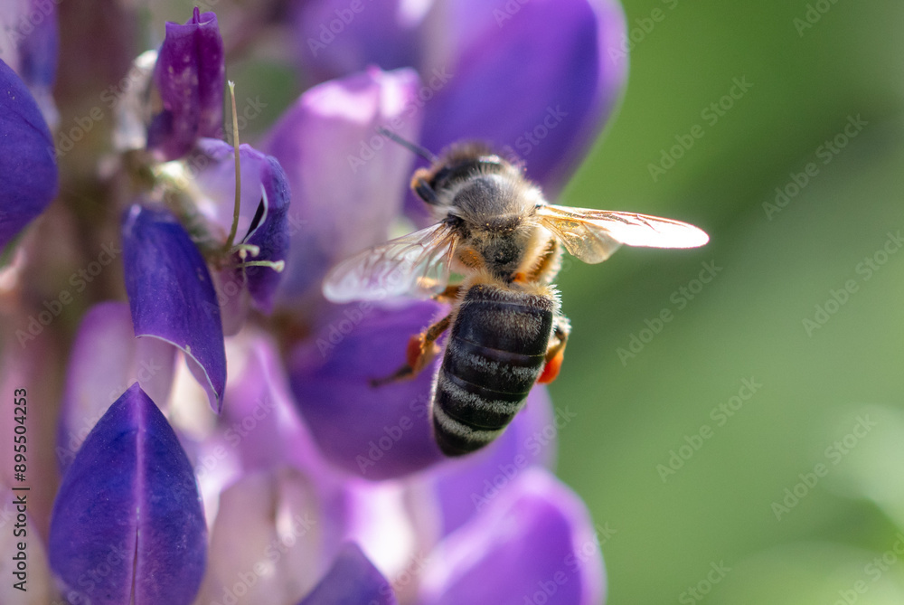 A bee flies on lupine flowers. Macro A bee flies on lupine flowers. Macro