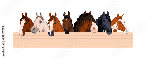 Thoroughbred horses group. Farm stallion heads peeking from behind fence. Equine animals, different breeds, Appaloosa, Trakehner peeping. Flat graphic vector illustration isolated on white background