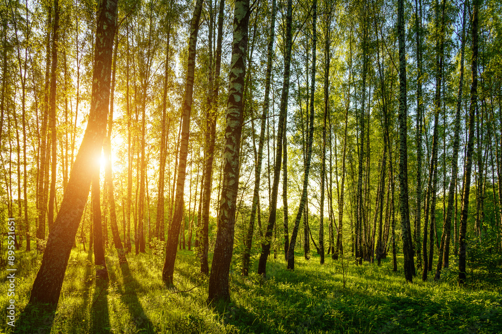 Fototapeta premium Grove of birches with young green leaves at sunset or sunrise in spring or summer.