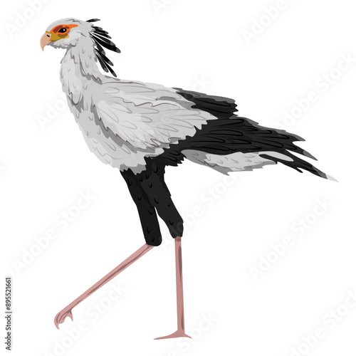 The secretary bird Sagittarius serpentarius. Wild birds of Africa. realistic vector animal