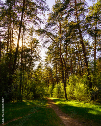 Sunbeams streaming through the pine trees and illuminating the young green foliage on the bushes in the pine forest in spring.