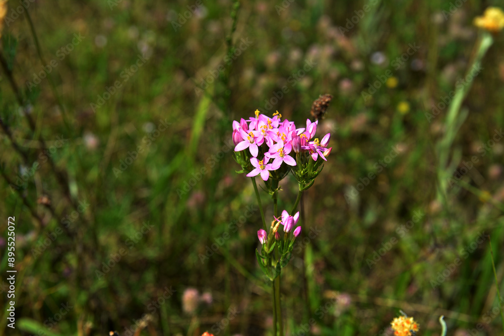 Common centaury flower (Centaurium erythraea) Common centaury flower (Centaurium erythraea)