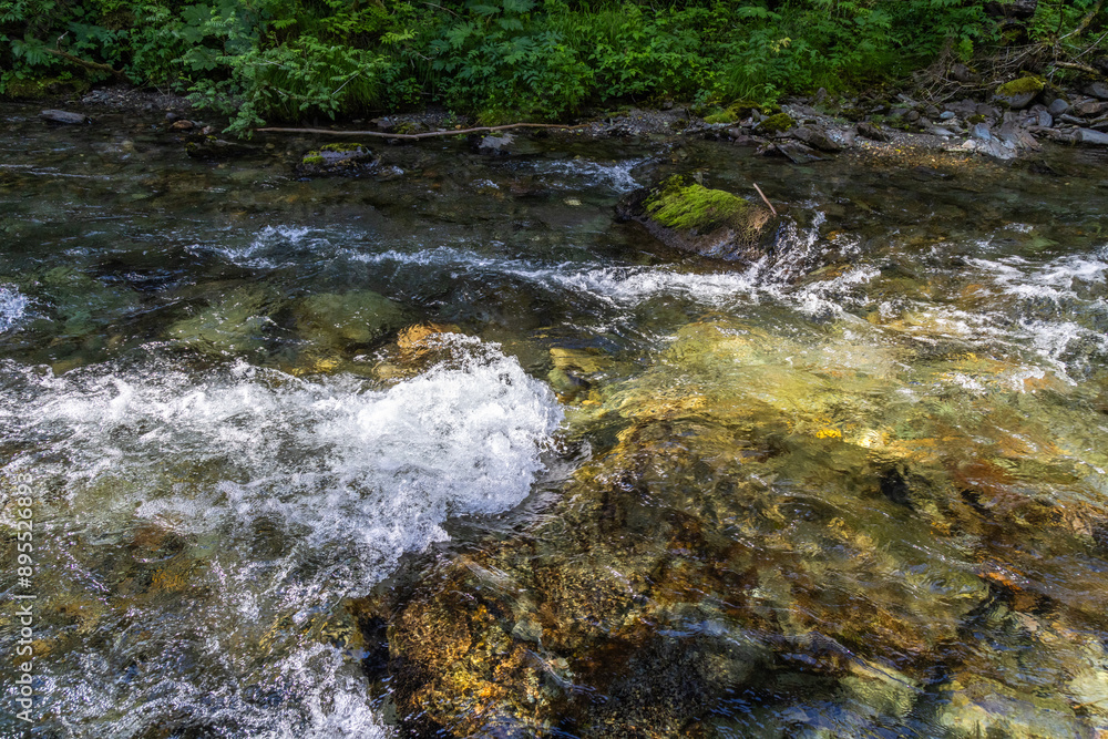 stream in the forest