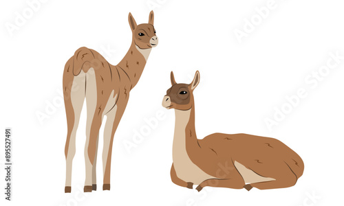 Pair of guanaco llamas. Wild animals of South America. Realistic vector animal