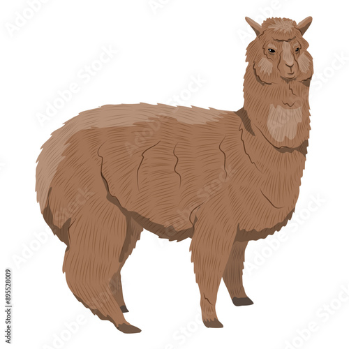 Brown fluffy alpaca. Realistic vector animal