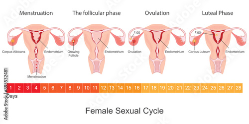 Menstruation is the regular discharge of blood.