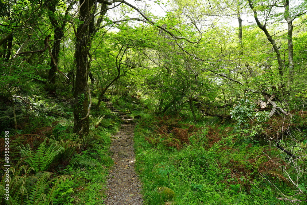 Fototapeta premium fine footpath through dense spring forest