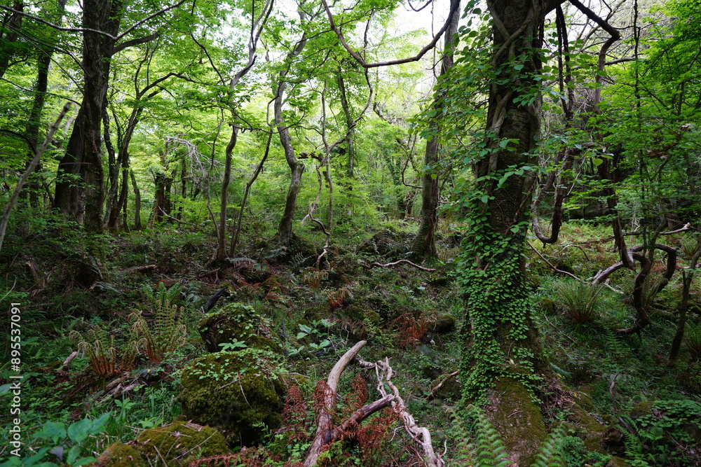 Fototapeta premium mossy rocks and trees in primeval forest 