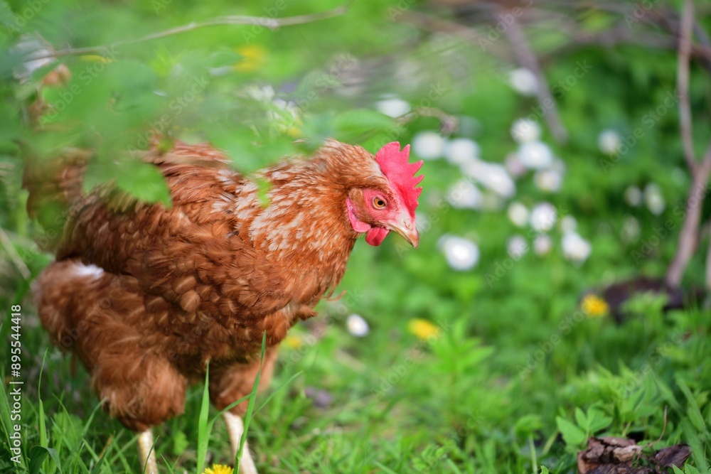 Portrait of a domestic hen's head on the grass in the farmland