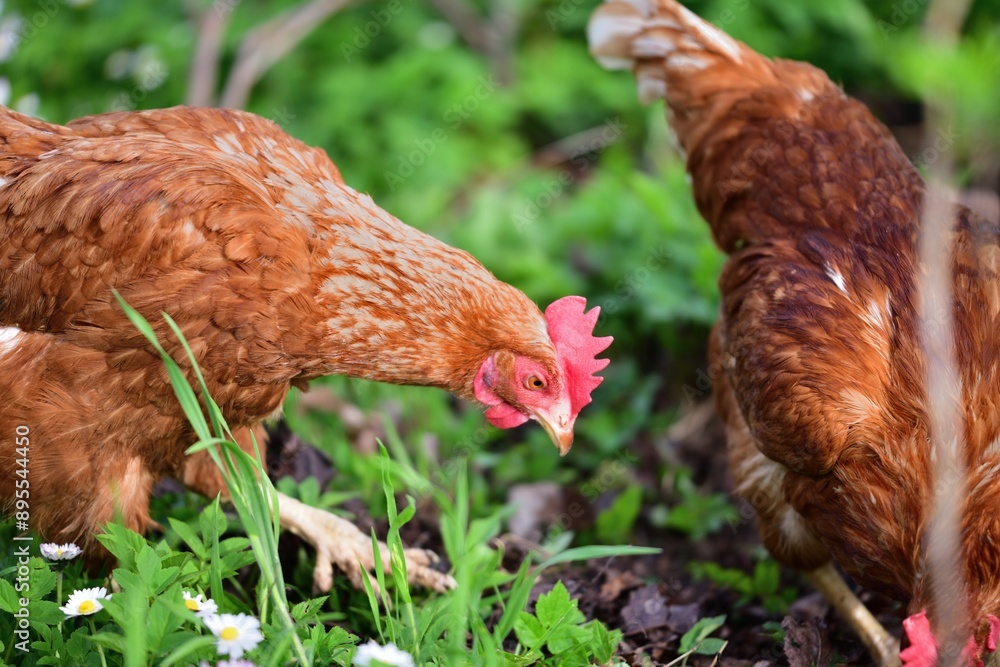 Portrait of a domestic hen's head on the grass in the farmland