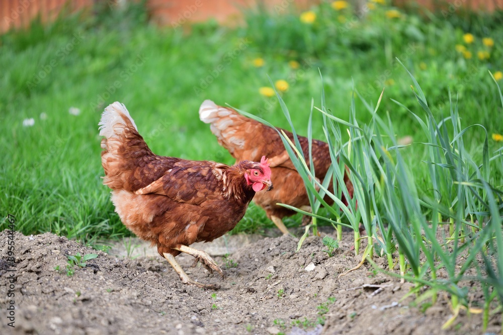 Head of domestic chicken eating green vegetable leaves in the farmer field