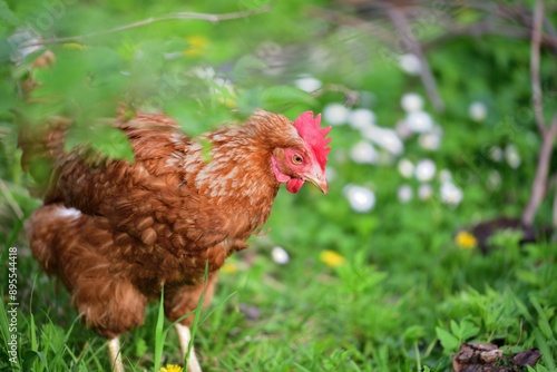 Obraz na płótnie Portrait of a domestic hen's head on the grass in the farmland w salonie