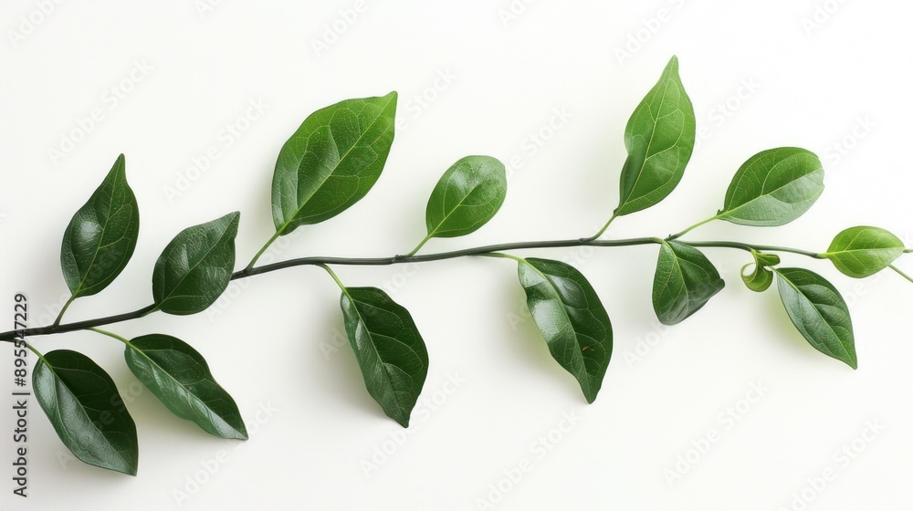 Green Branch on White Background Green Branch on White Background
