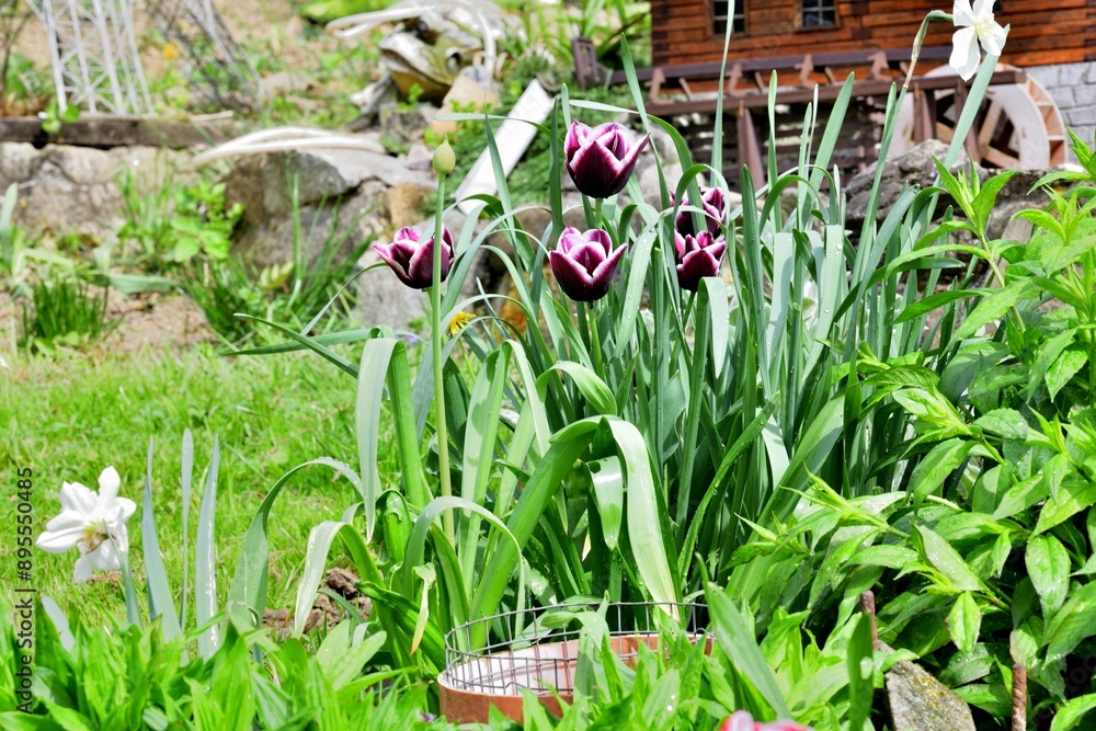 Blooming colorful flowers in the garden near the house in the village