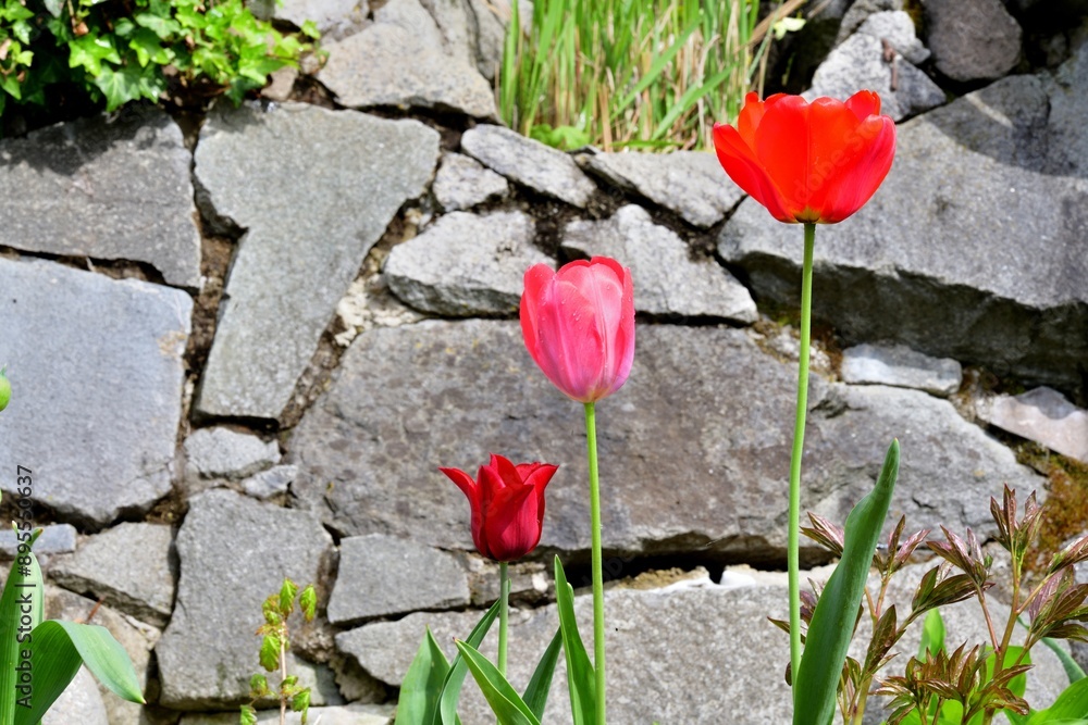 Blooming colorful flowers in the garden near the house in the village