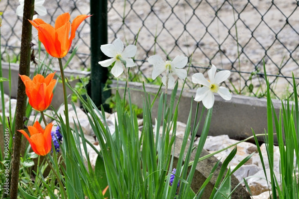 Blooming colorful flowers in the garden near the house in the village