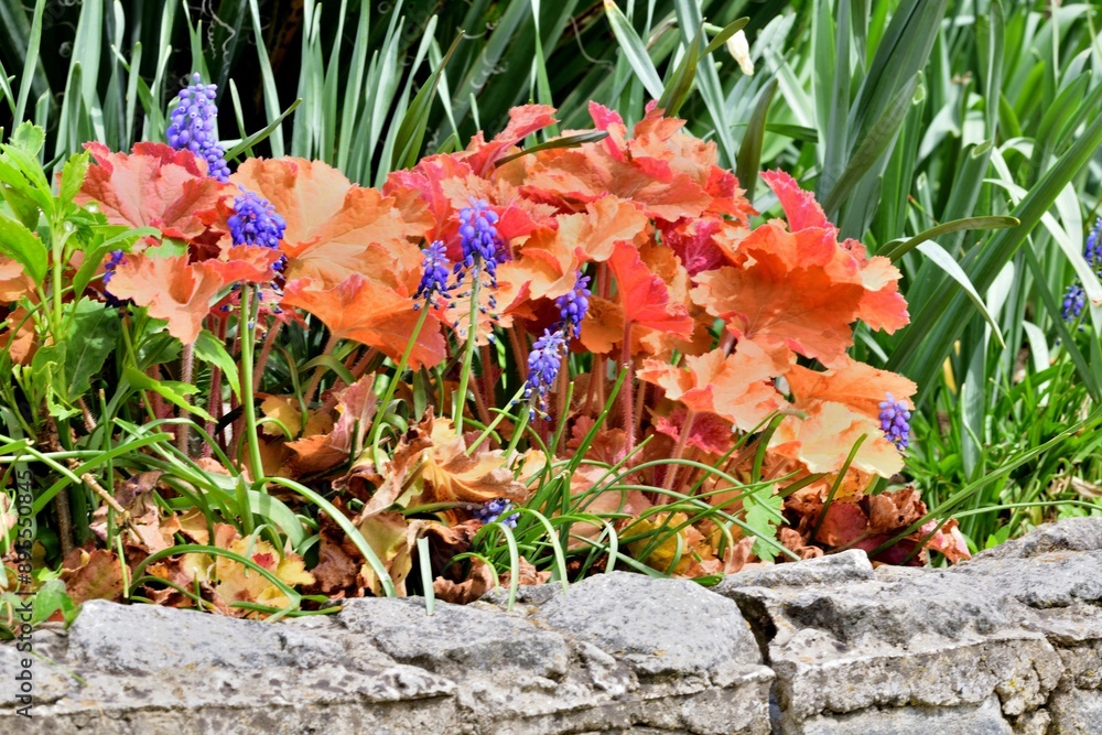 A view of colorful blooming flowers in the garden near the house