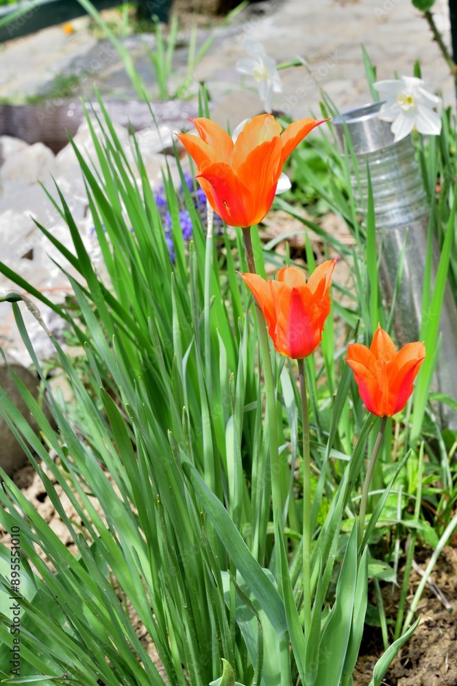 Blooming colorful flowers in the garden near the house in the village