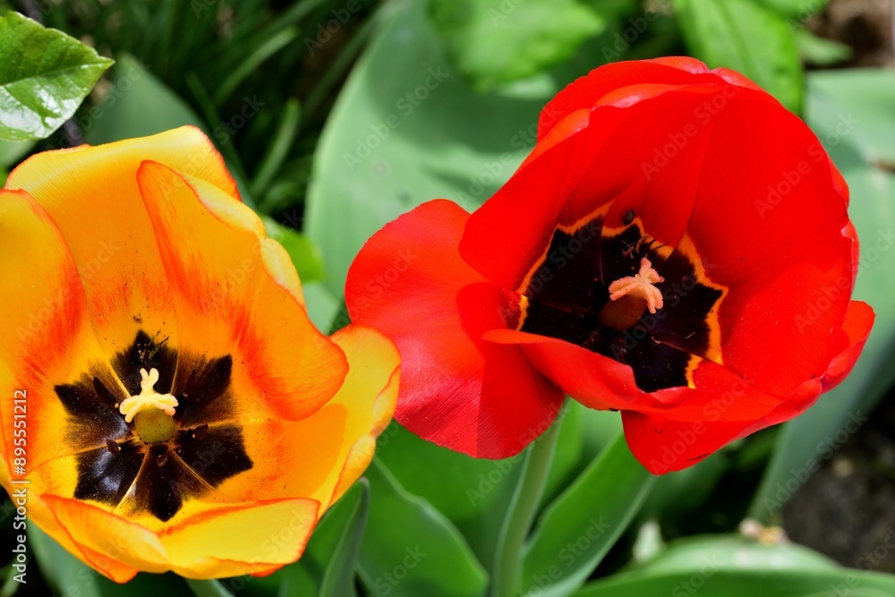 Blooming colorful flowers in the garden near the house in the village