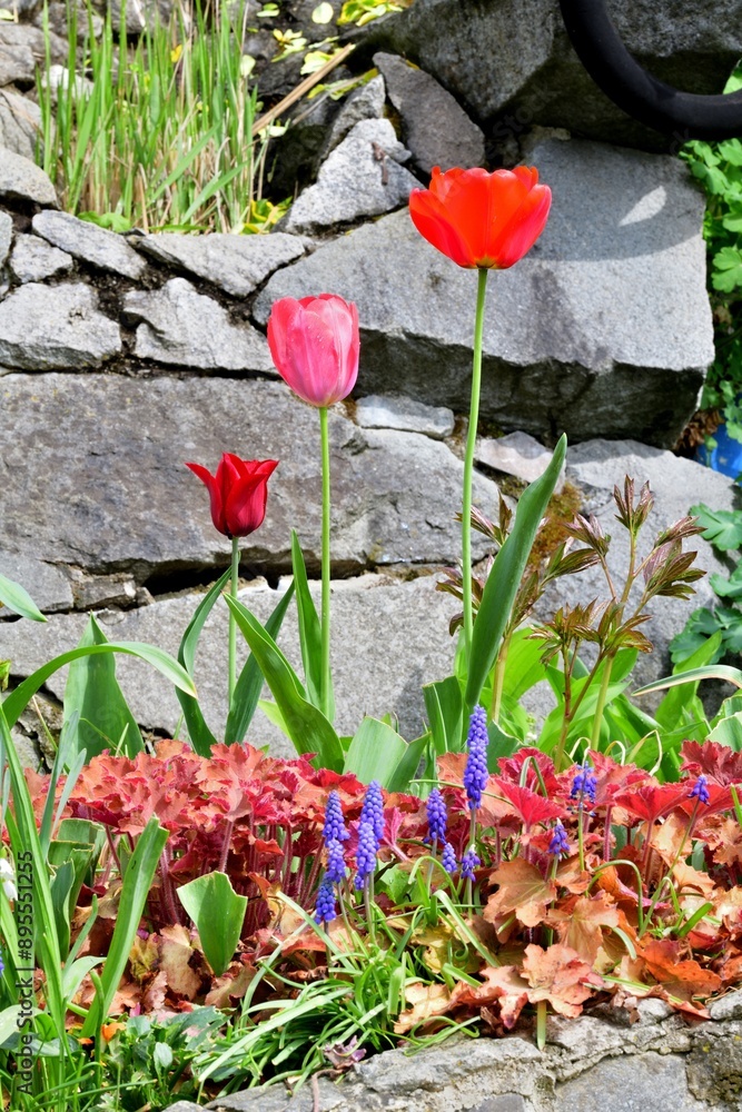 A view of colorful blooming flowers in the garden near the house