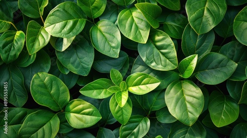 Green Leaf Texture Background