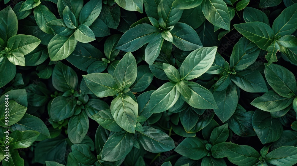 Close Up of Lush Green Leaves Close Up of Lush Green Leaves