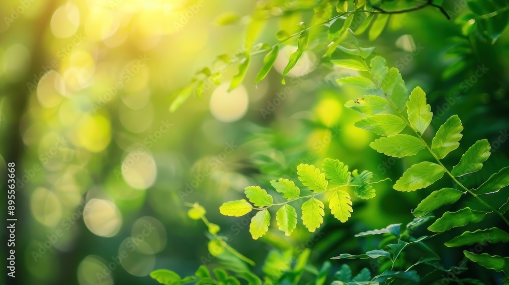 Sunlight Through Leaves in the Forest Sunlight Through Leaves in the Forest