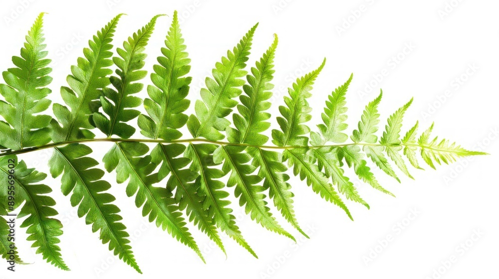 Fern Branch Isolated on White Background Fern Branch Isolated on White Background
