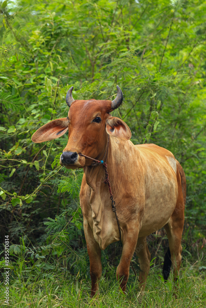 Brahma cow in the field, cow eating grass in the meadow at summer time, Thailand. Brahma cow in the field, cow eating grass in the meadow at summer time, Thailand.