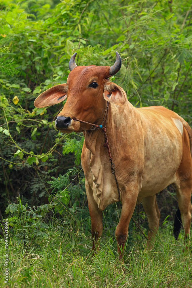 Brahma cow in the field, cow eating grass in the meadow at summer time, Thailand. Brahma cow in the field, cow eating grass in the meadow at summer time, Thailand.