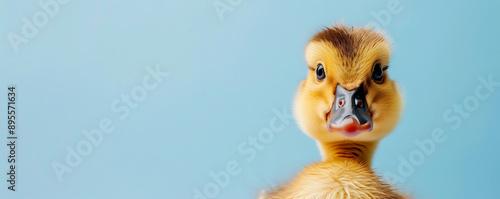 A close-up shot of a cute duckling with a surprised expression. The background is a light blue color, which enhances the vibrant yellow feathers and the adorable look of the duckling