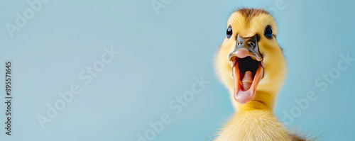 Obraz na płótnie A close-up shot of a cute duckling with a surprised expression. The background is a light blue color, which enhances the vibrant yellow feathers and the adorable look of the duckling w salonie