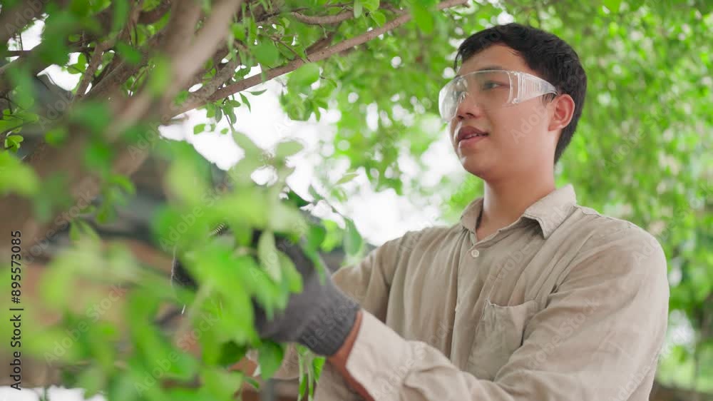 Close-up of young Asian gardener using pruning shears to cut several small branches to make the tree look better during a hot summer day, Gardener, Pruning Shears, Garden Cleaner, Home Gardening.