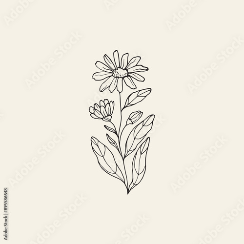 Hand drawn calendula flower illustration