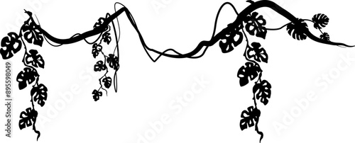 Liana with monstera leaves. Vector decoration element. Divider silhouette.