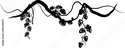 Liana with monstera leaves. Vector decoration element. Divider silhouette.
