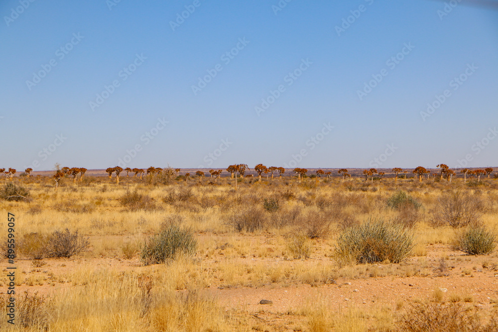Fototapeta premium The quiver trees in the desert
