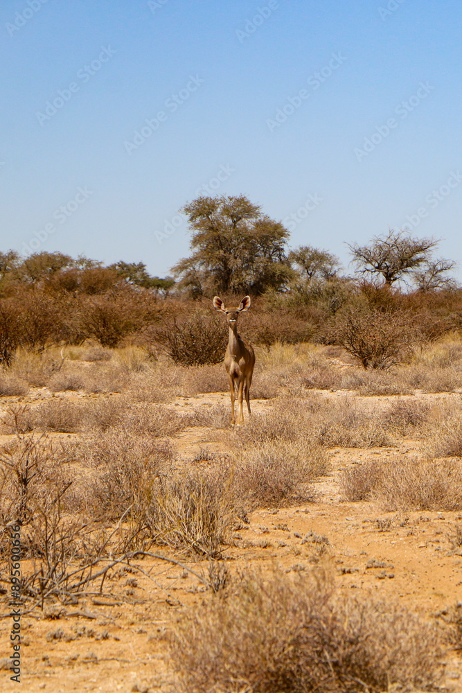 Naklejka premium grazing in the desert 