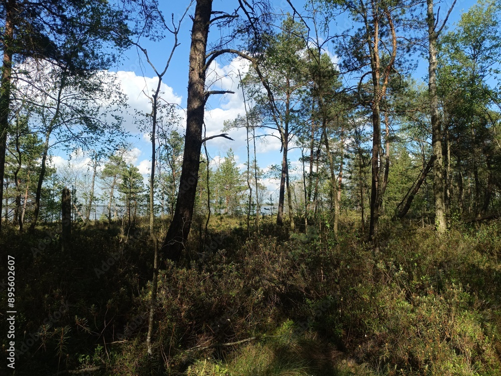 Rekyva forest during sunny summer day. Pine and birch tree woodland. Blueberry bushes are growing in woods. Sunny day with white and gray clouds in sky. Summer season. Nature. Rekyvos miskas. Rekyva forest during sunny summer day. Pine and birch tree woodland. Blueberry bushes are growing in woods. Sunny day with white and gray clouds in sky. Summer season. Nature. Rekyvos miskas.