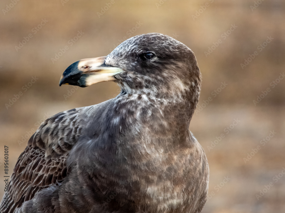 Juvenile Pacific Gull in southern Australia Juvenile Pacific Gull in southern Australia