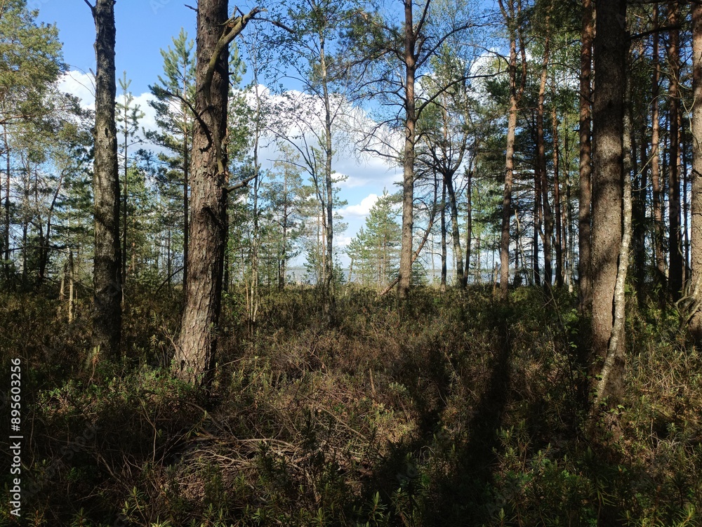 Rekyva forest during sunny summer day. Pine and birch tree woodland. Blueberry bushes are growing in woods. Sunny day with white and gray clouds in sky. Summer season. Nature. Rekyvos miskas. Rekyva forest during sunny summer day. Pine and birch tree woodland. Blueberry bushes are growing in woods. Sunny day with white and gray clouds in sky. Summer season. Nature. Rekyvos miskas.