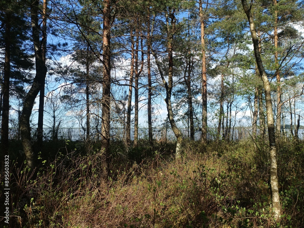 Rekyva forest and lake during sunny summer day. Pine and birch tree woodland. Wavy lake. Bushes and small trees are growing in woods. Sunny day with white clouds in sky. Nature. Rekyvos miskas. Rekyva forest and lake during sunny summer day. Pine and birch tree woodland. Wavy lake. Bushes and small trees are growing in woods. Sunny day with white clouds in sky. Nature. Rekyvos miskas.