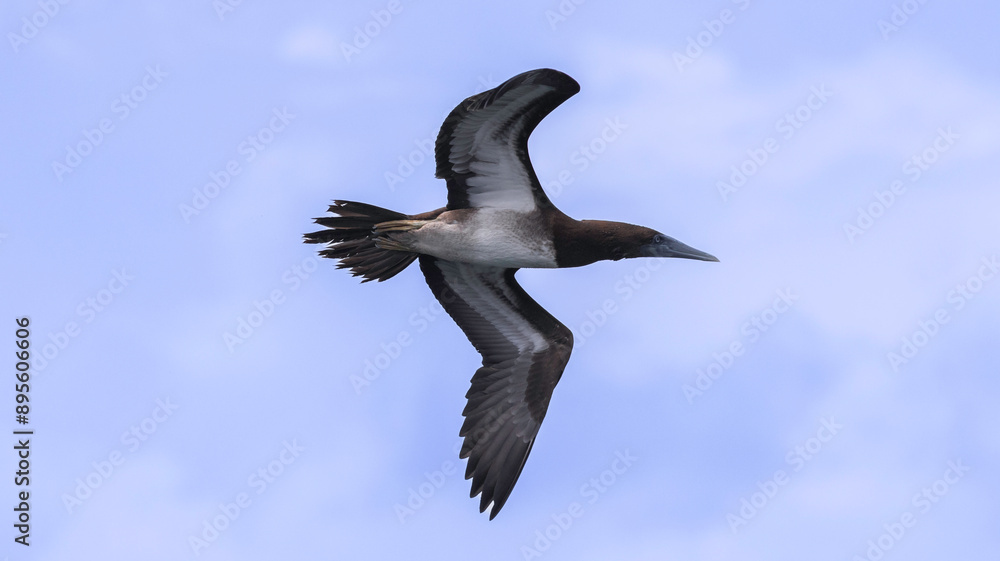 Brown Booby in Flight Brown Booby in Flight