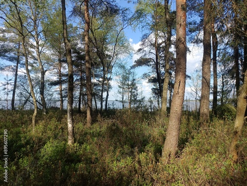 Rekyva forest and lake during sunny summer day. Pine and birch tree woodland. Wavy lake. Bushes and small trees are growing in woods. Sunny day with white clouds in sky. Nature. Rekyvos miskas.