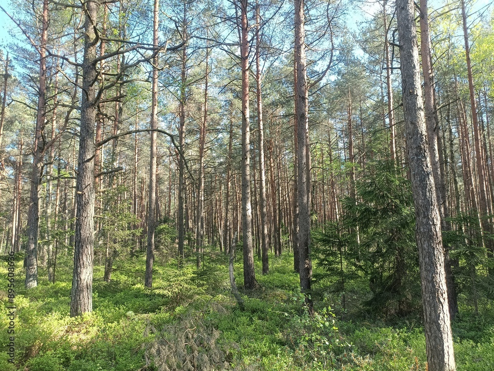 Rekyva forest during sunny summer day. Pine and birch tree woodland. Blueberry bushes are growing in woods. Sunny day with white and gray clouds in sky. Summer season. Nature. Rekyvos miskas. Rekyva forest during sunny summer day. Pine and birch tree woodland. Blueberry bushes are growing in woods. Sunny day with white and gray clouds in sky. Summer season. Nature. Rekyvos miskas.
