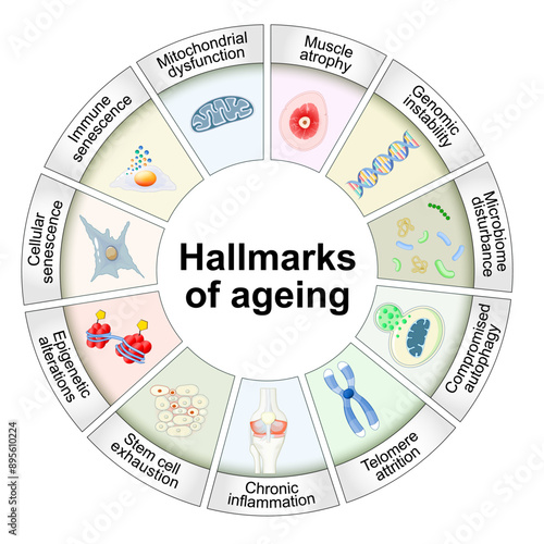 Hallmarks of ageing. Cellular senescence. Anti-aging therapy