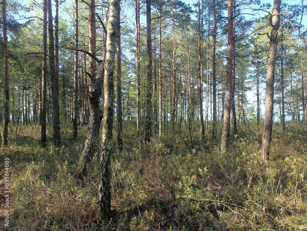 Rekyva forest during sunny summer day. Pine and birch tree woodland. Blueberry bushes are growing in woods. Sunny day with white and gray clouds in sky. Summer season. Nature. Rekyvos miskas. Rekyva forest during sunny summer day. Pine and birch tree woodland. Blueberry bushes are growing in woods. Sunny day with white and gray clouds in sky. Summer season. Nature. Rekyvos miskas.