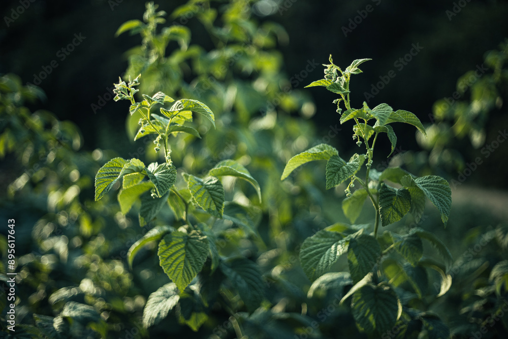 Obraz premium close up of leaves of a tree
