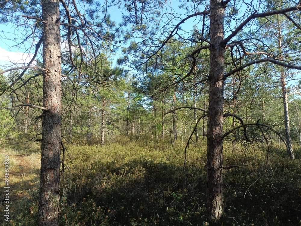 Rekyva forest during sunny summer day. Pine and birch tree woodland. Blueberry bushes are growing in woods. Sunny day with white and gray clouds in sky. Summer season. Nature. Rekyvos miskas. Rekyva forest during sunny summer day. Pine and birch tree woodland. Blueberry bushes are growing in woods. Sunny day with white and gray clouds in sky. Summer season. Nature. Rekyvos miskas.